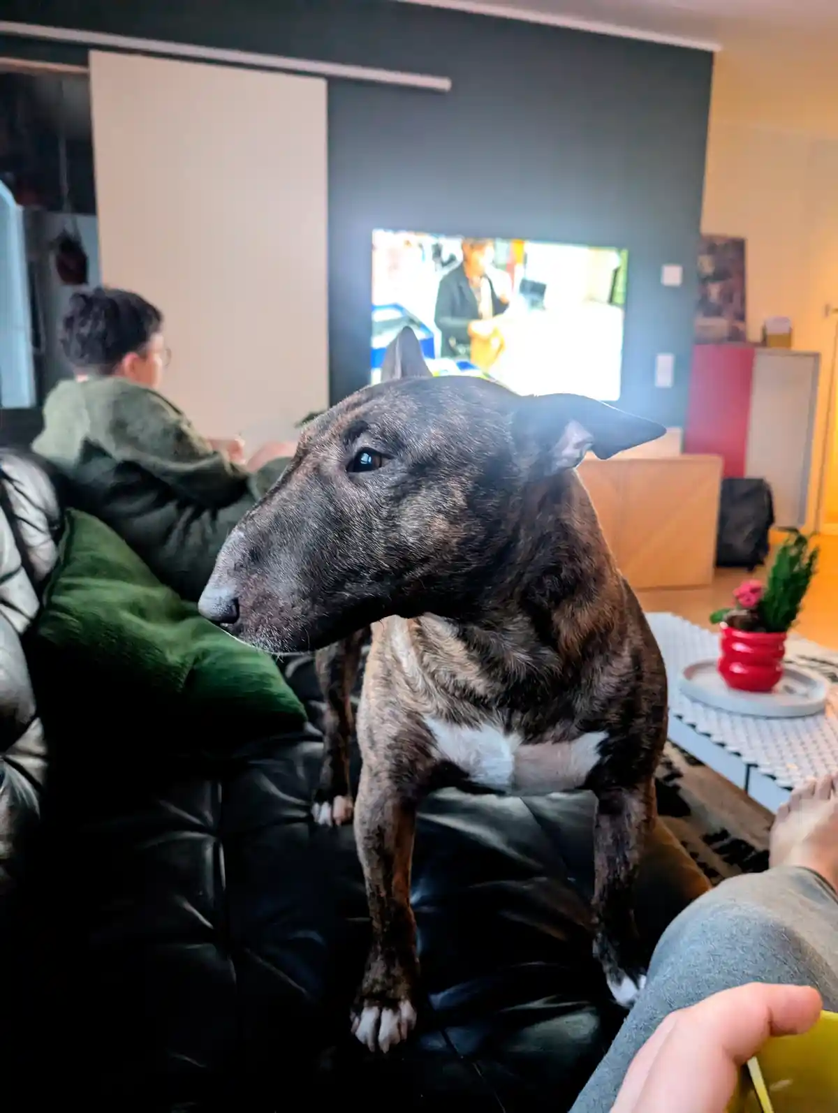 A brindle bull terrier with a white chest stands alert on a black leather couch, looking off to the side. In the background…