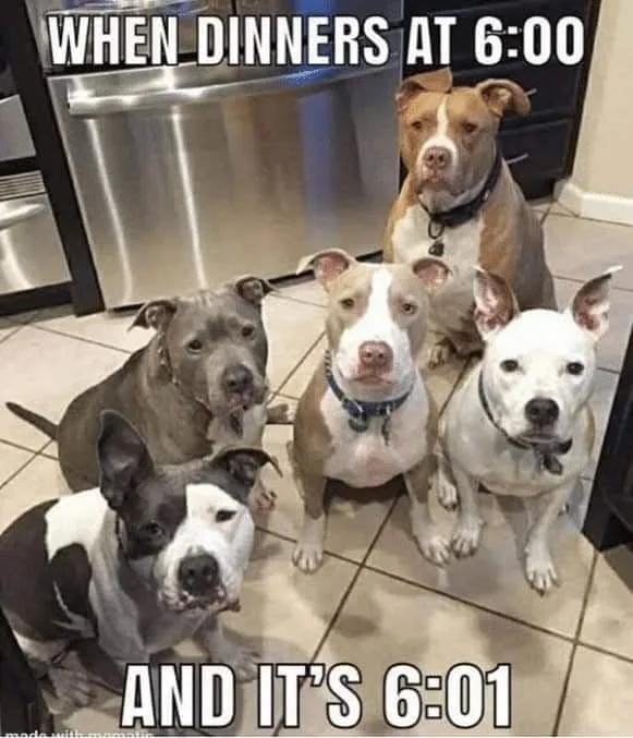 Five pit bull-type dogs are sitting on a tiled kitchen floor, looking expectantly upward with wide eyes and slightly open…