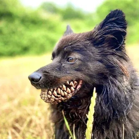 A black, shaggy dog with wet fur is shown in profile outdoors, holding a pinecone firmly in its mouth. The background is a…