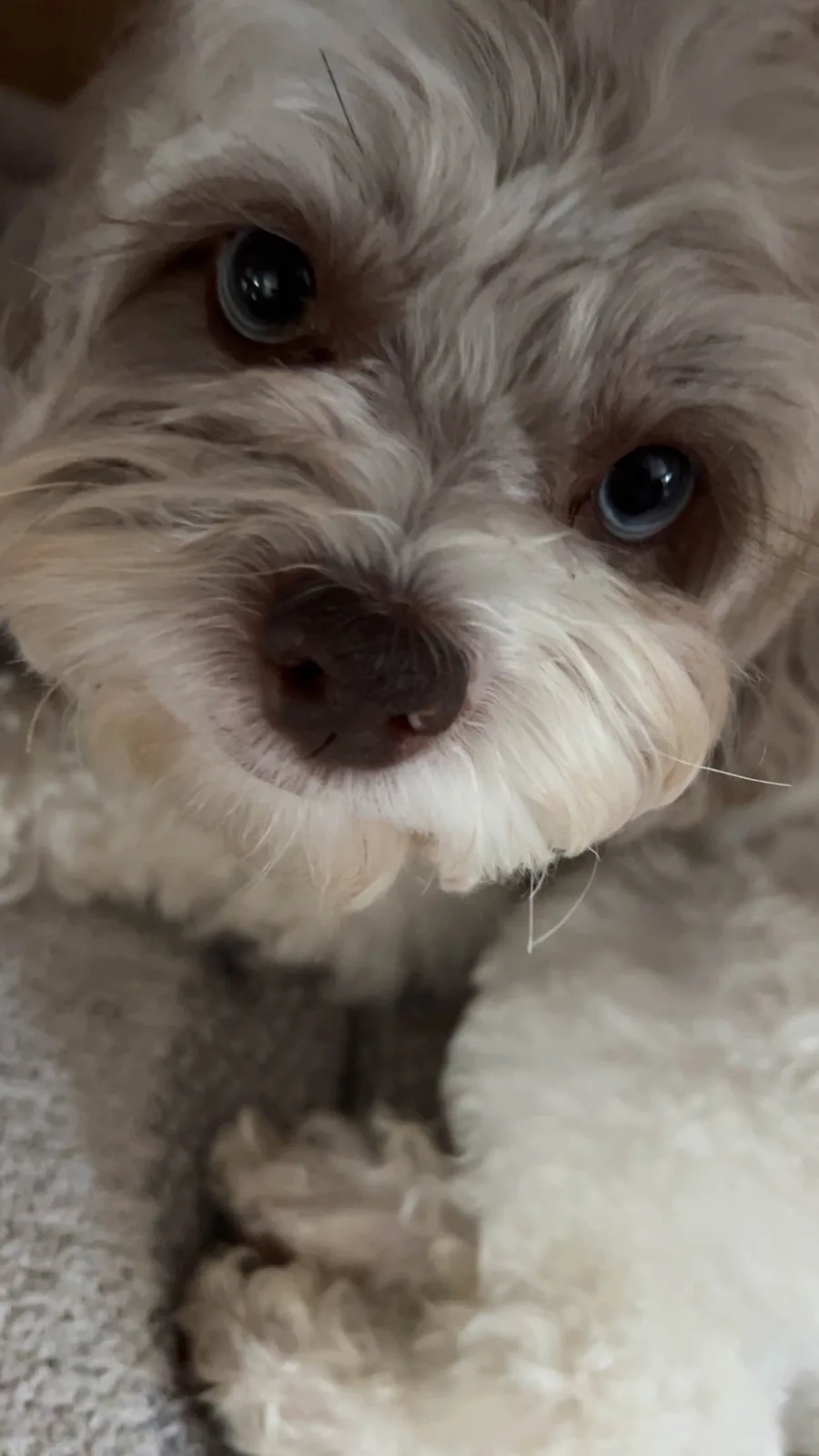 A close-up photo of a small, fluffy dog with light-colored fur and large, expressive eyes looking directly at the camera…
