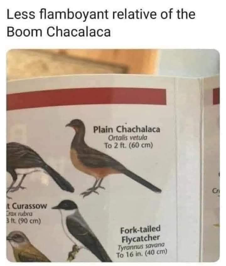 A close-up of a bird identification guide page showing illustrations and names of birds including 'Plain Chachalaca' and…