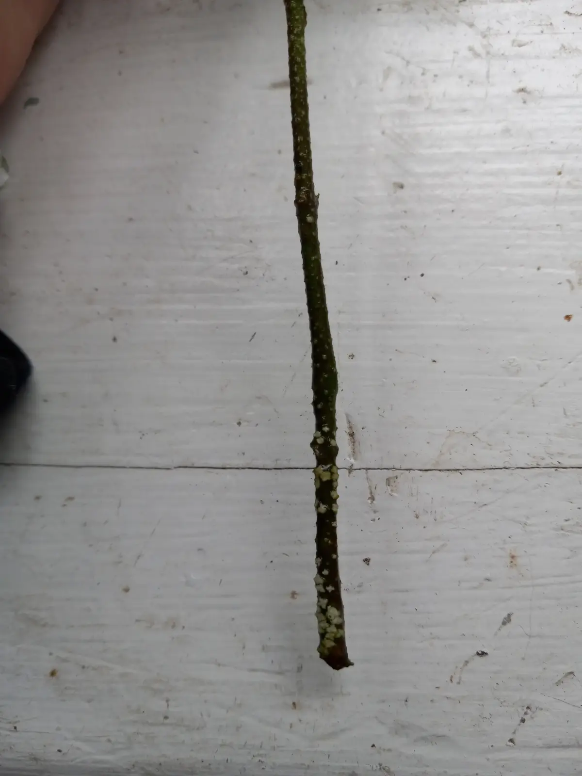 A close-up photo shows a greenish-brown plant stem or twig lying vertically on a white, scratched wooden surface. The lower…