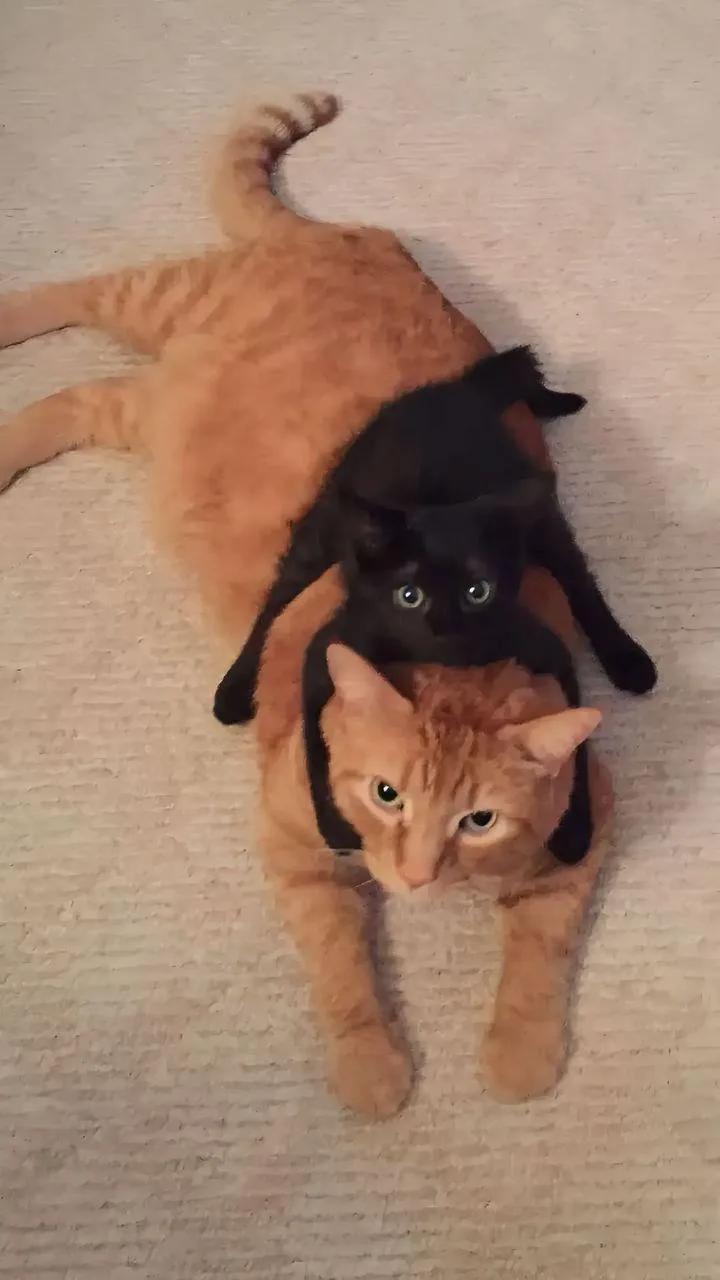 An orange tabby cat lies on its stomach on a beige carpet, with a small black cat riding on its back, looking up. The orange…