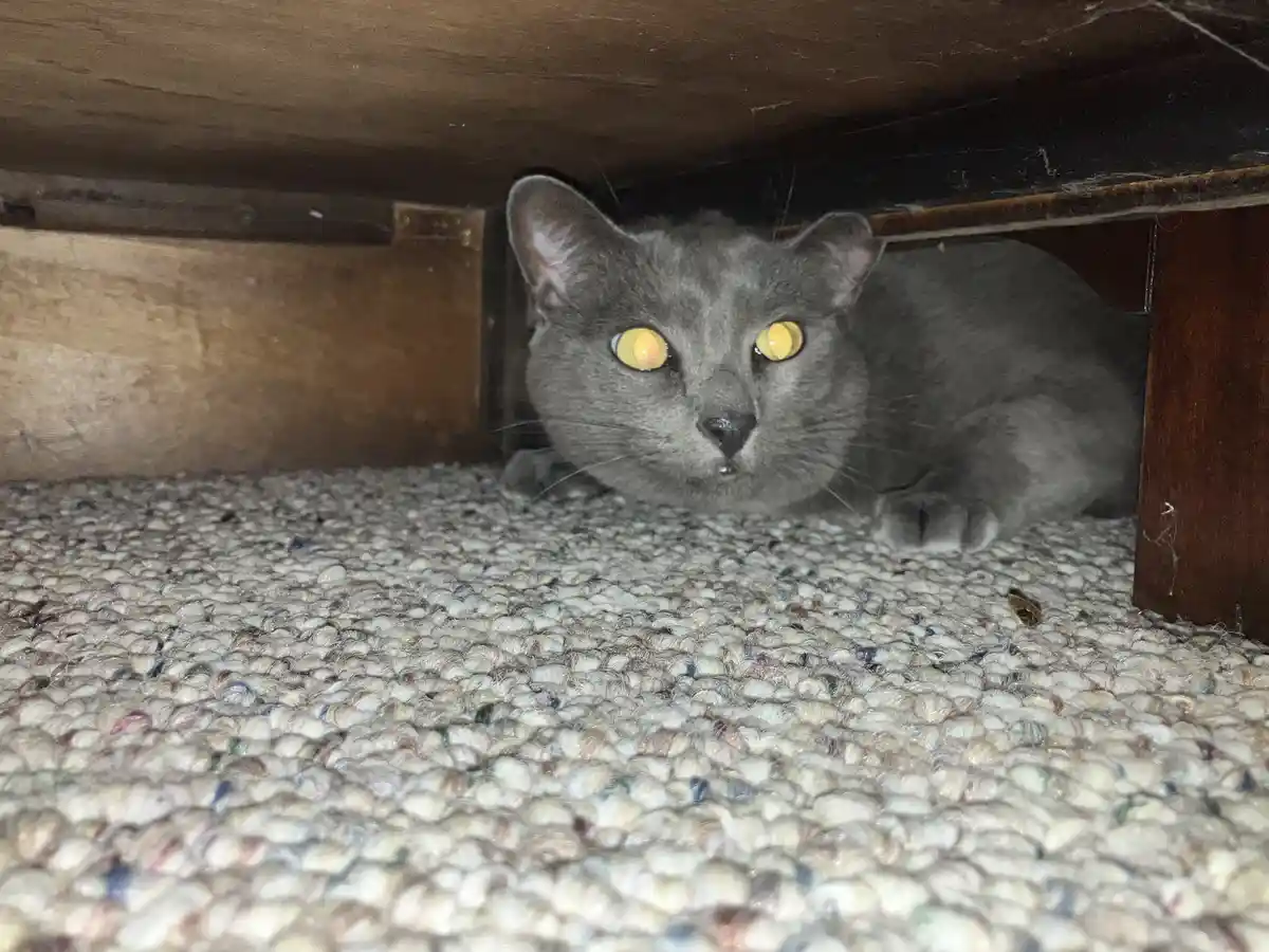 A gray cat with glowing yellow eyes is peeking out from under a wooden piece of furniture, lying on a textured, multicolored…