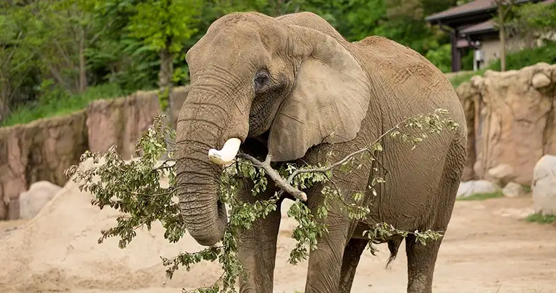 An elephant stands in an enclosure holding a leafy branch in its trunk, with trees and rocks in the background. The image…