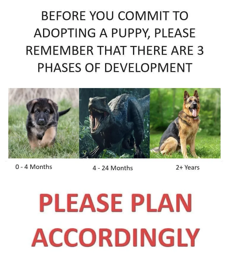 The image displays three side-by-side photos: a young German Shepherd puppy, a roaring Tyrannosaurus Rex, and an adult…