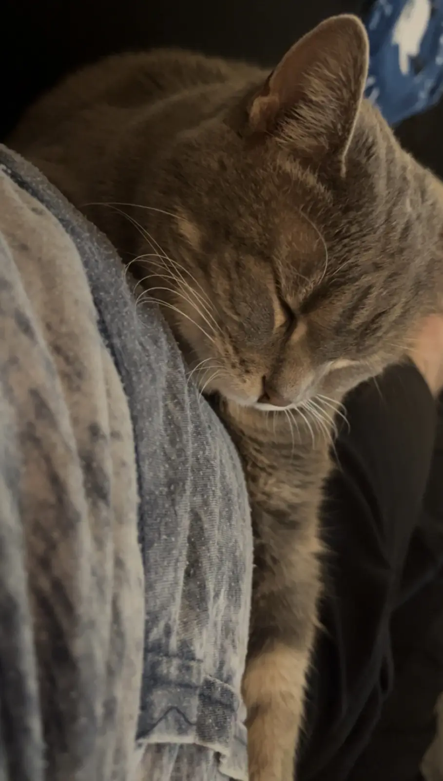 Adorable Cat Moments That Will Melt Your Heart