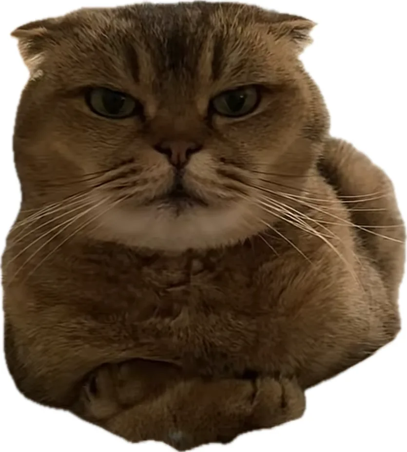 A close-up of a Scottish Fold cat with a stern, unimpressed expression, its arms crossed in a human-like pose. The cat's fur…