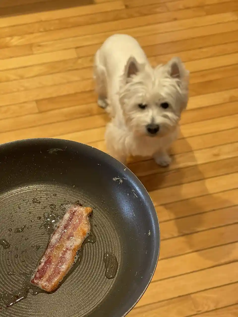 Bacon Buddies: A Friendship That Lasts Forever
