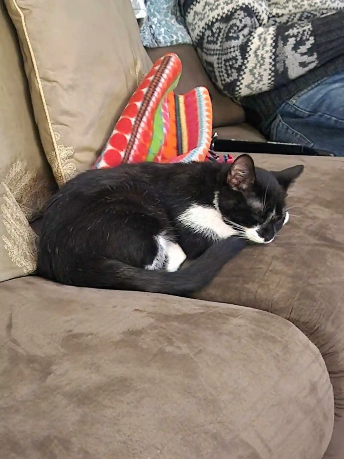 A black and white cat is curled up and sleeping soundly on a brown couch cushion, with a colorful patterned blanket and a…