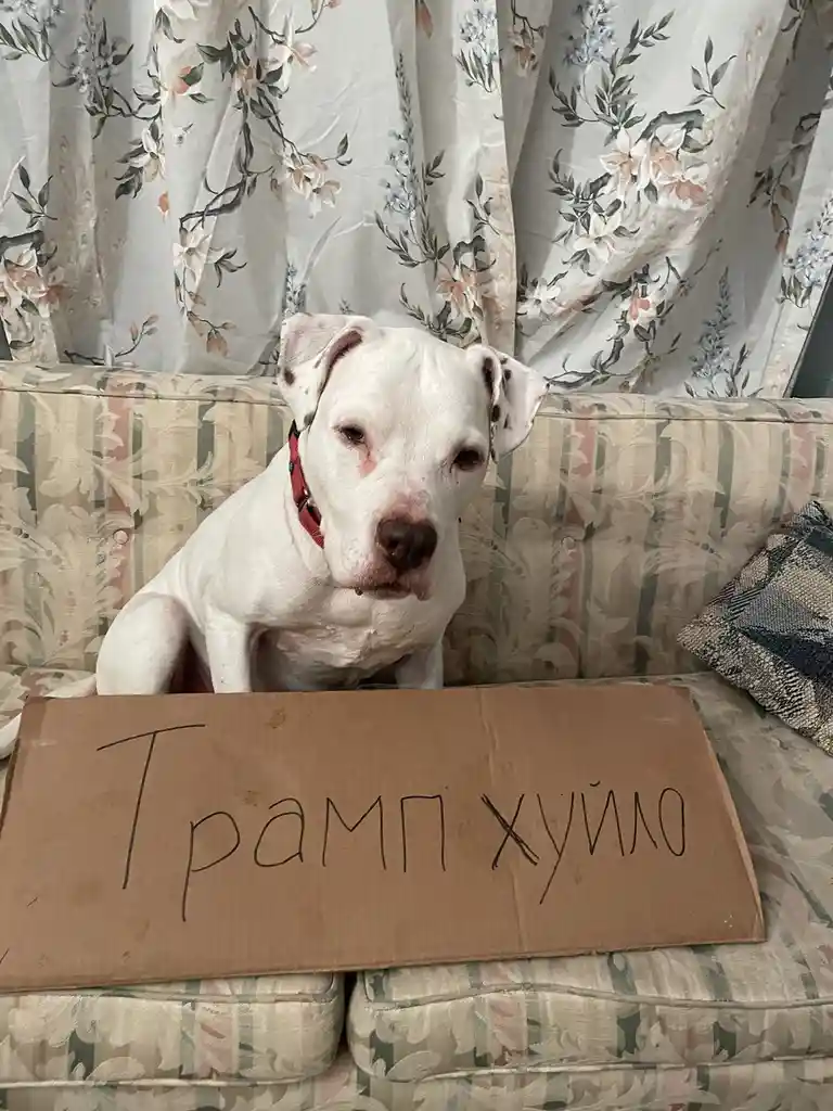 A white pit bull dog with a red collar sits solemnly on a floral-patterned couch, looking directly at the camera. In front…