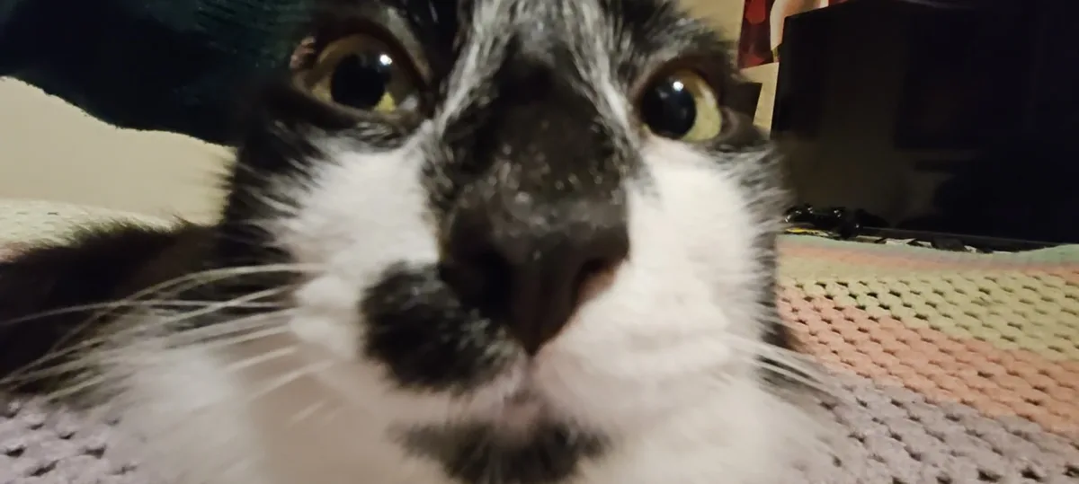 Meet Meeko: The Charming Character Everyone Loves