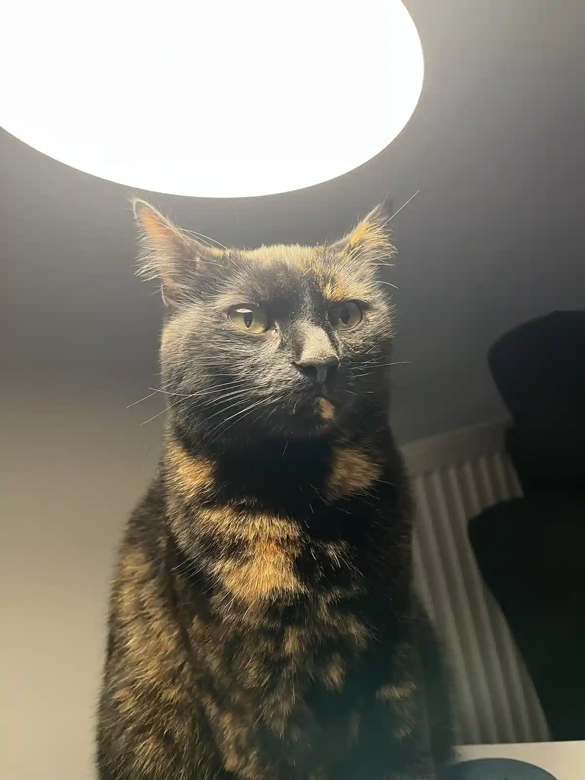 A tortoiseshell cat with black and orange fur sits upright, looking directly at the camera with a serious expression. A…
