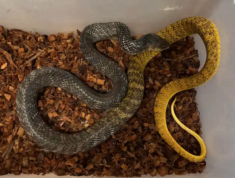 Two snakes, one black with white scales and one bright yellow, are coiled together in a container filled with brown wood…