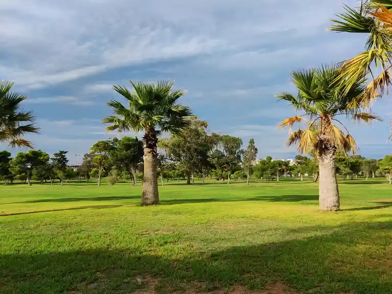 A wide shot of a sunny park with green grass, scattered palm trees, and a blue sky with light clouds. The overlaid text…