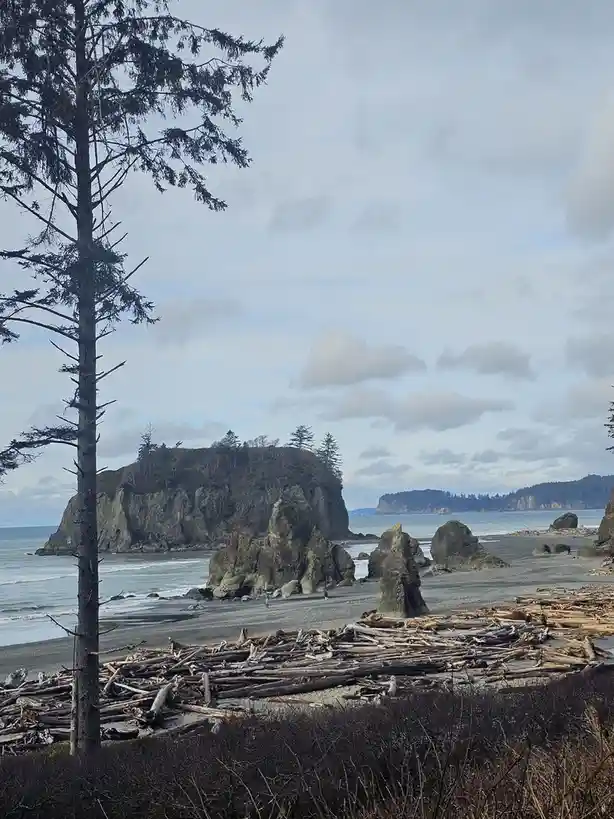 A scenic coastal beach photo with large rocks, driftwood piles, and a tall tree in the foreground under a cloudy sky. Two…