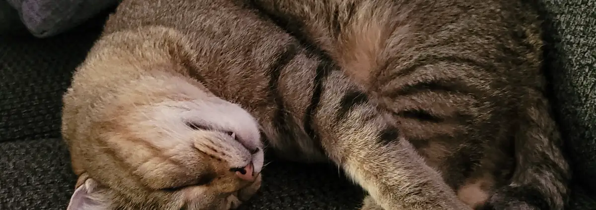 A tabby cat is curled up asleep on a dark couch, its face relaxed with eyes closed and mouth slightly open. The overlaid…