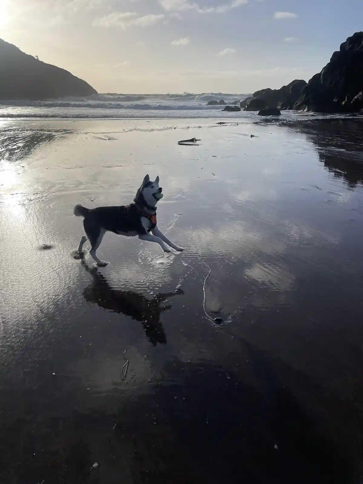 A husky dog wearing an orange harness runs joyfully across a wet, reflective beach holding a tennis ball in its mouth, with…