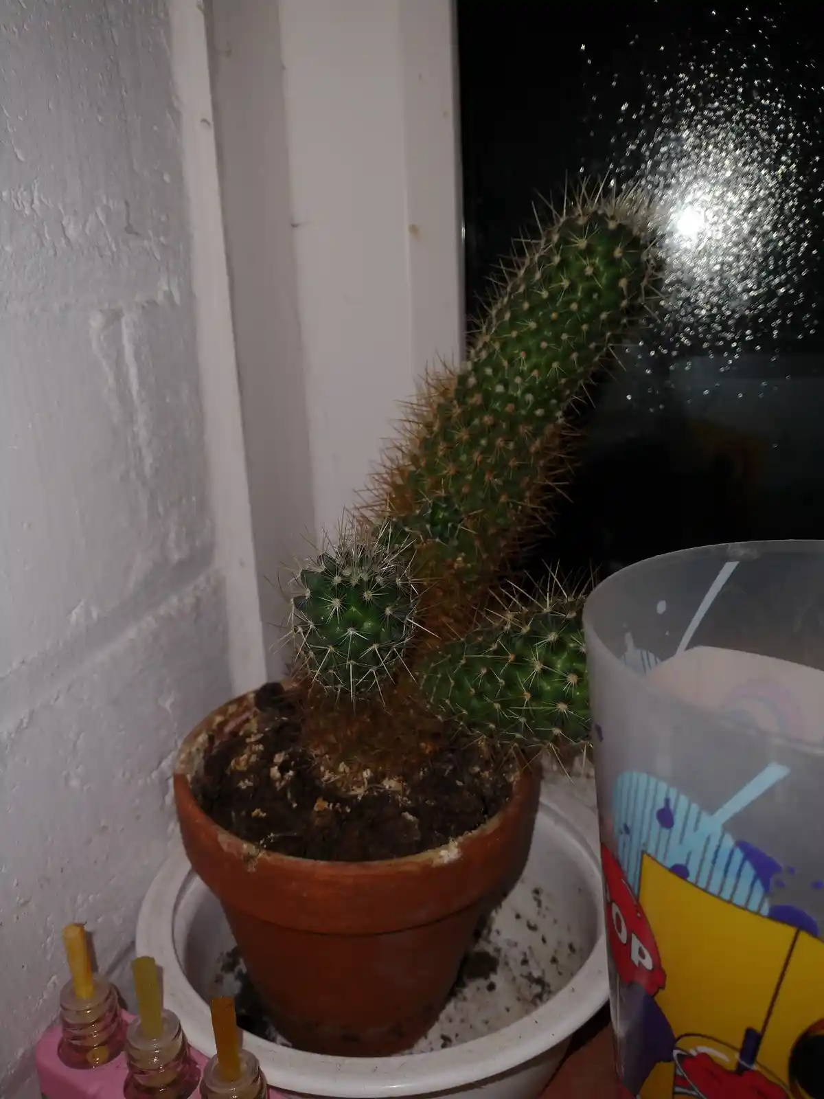 A potted cactus with multiple spiky green segments sits on a windowsill next to a colorful plastic cup and small bottles…
