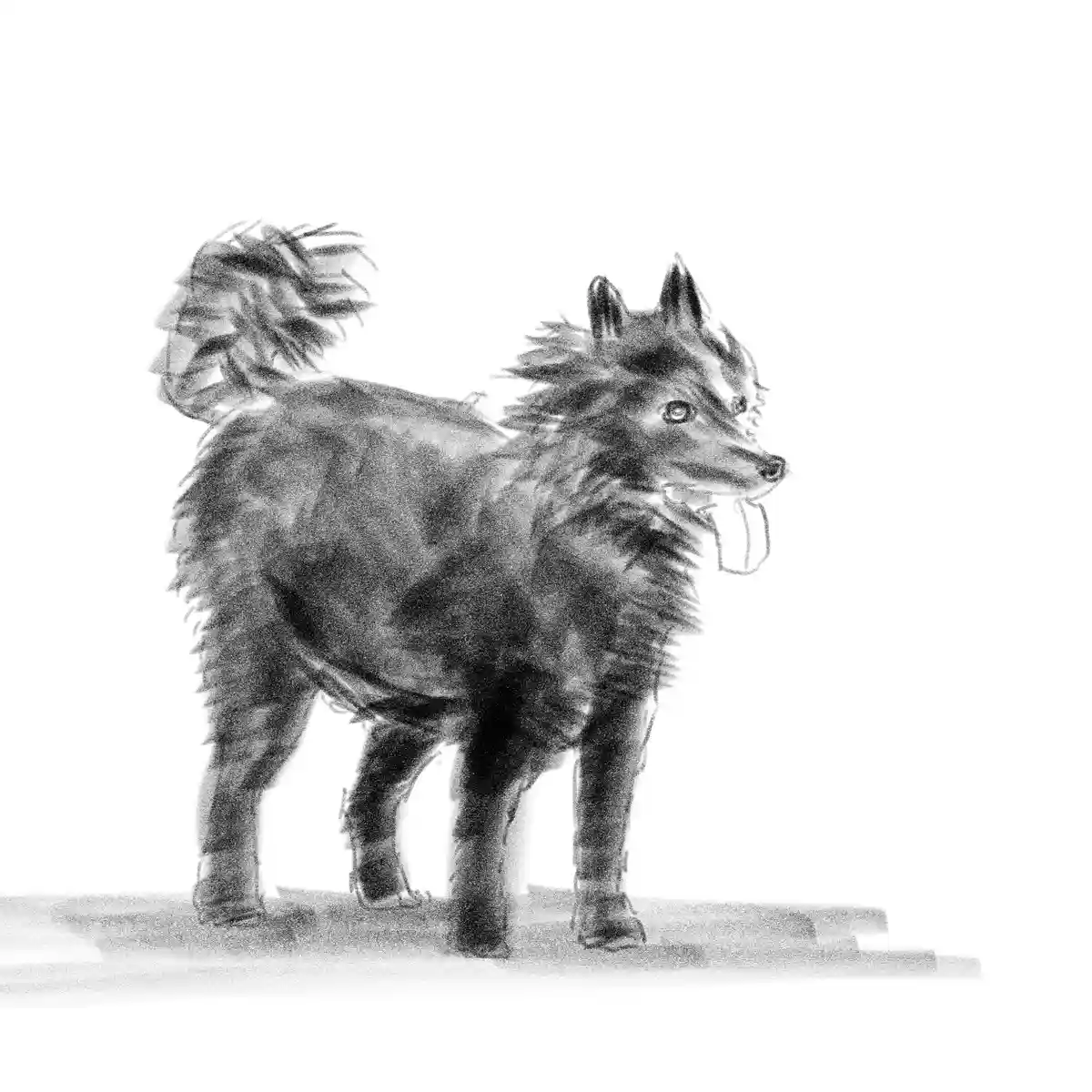 A black-and-white sketch of a fluffy, medium-sized dog standing sideways with its tongue out and tail curled up. The dog has…