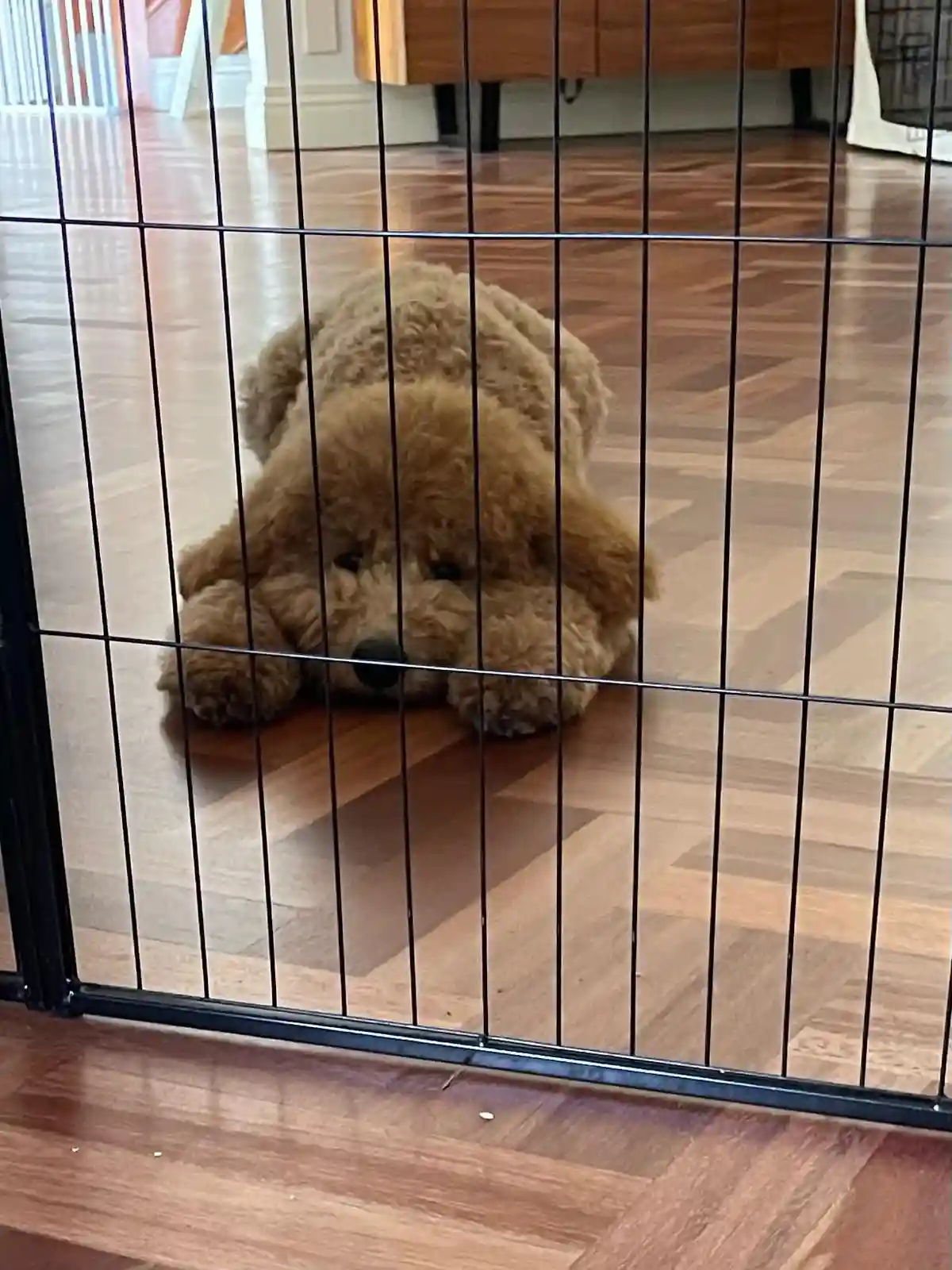 A fluffy, light brown dog is lying on a wooden floor behind a black metal pet gate, looking sad with its head resting on its…