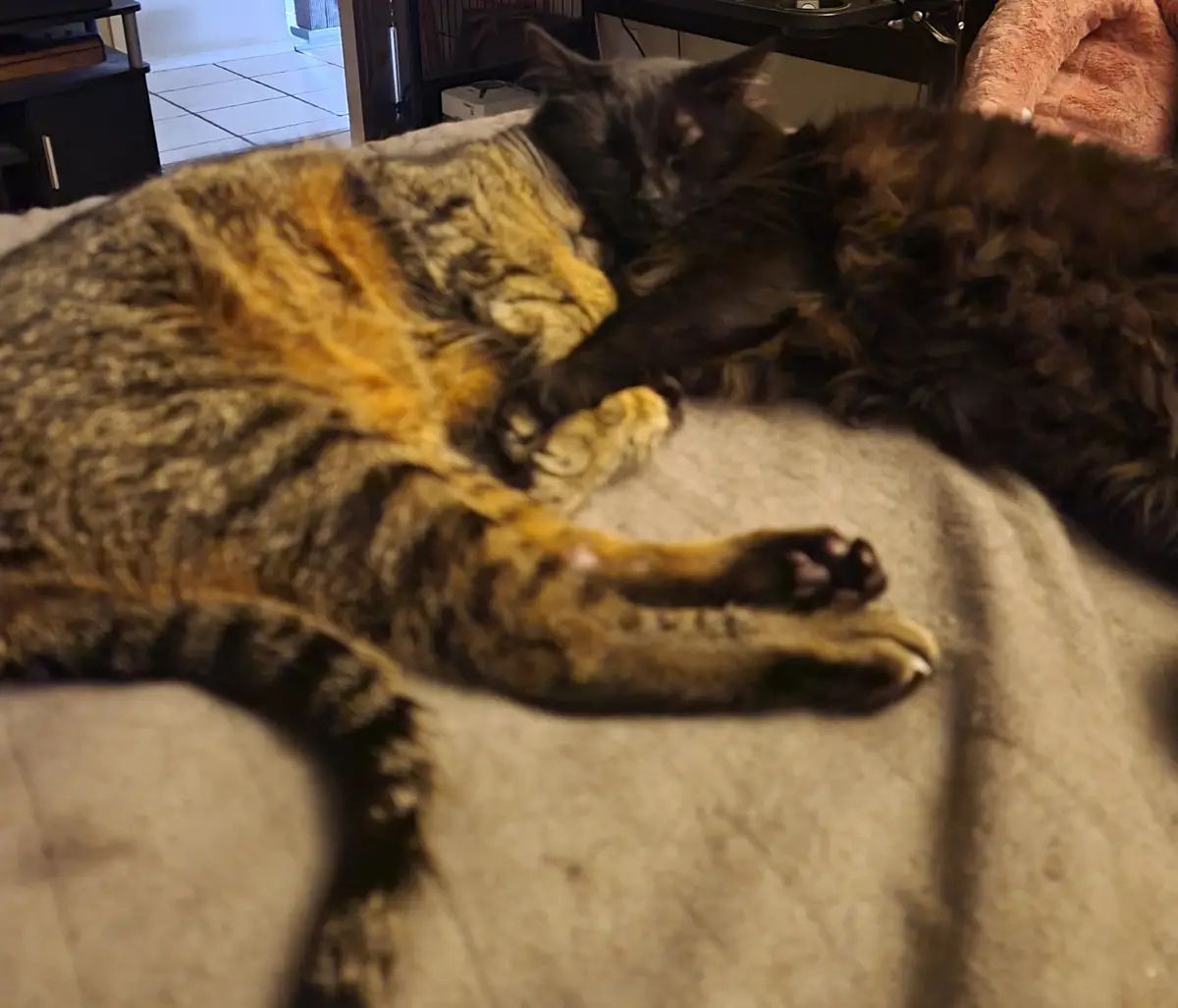Two fluffy cats are sleeping side-by-side on a beige couch. One cat has a tortoiseshell coat with orange, black, and brown…