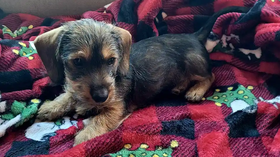 A small, brown and black dachshund puppy lies on a red, black, and green plaid blanket with Christmas tree patterns, looking…