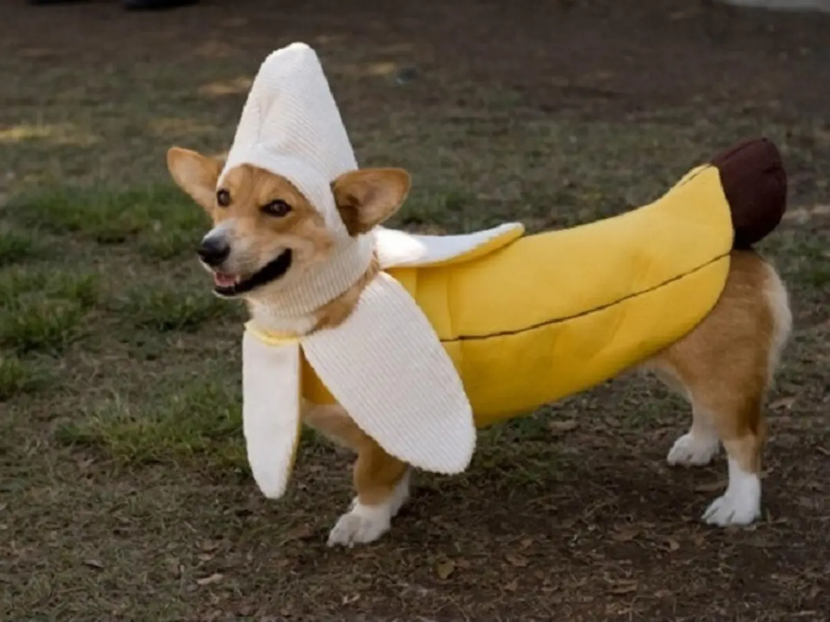 A tan and white corgi dog stands on grass wearing a full-body banana costume with a yellow peel and white ends, including a…