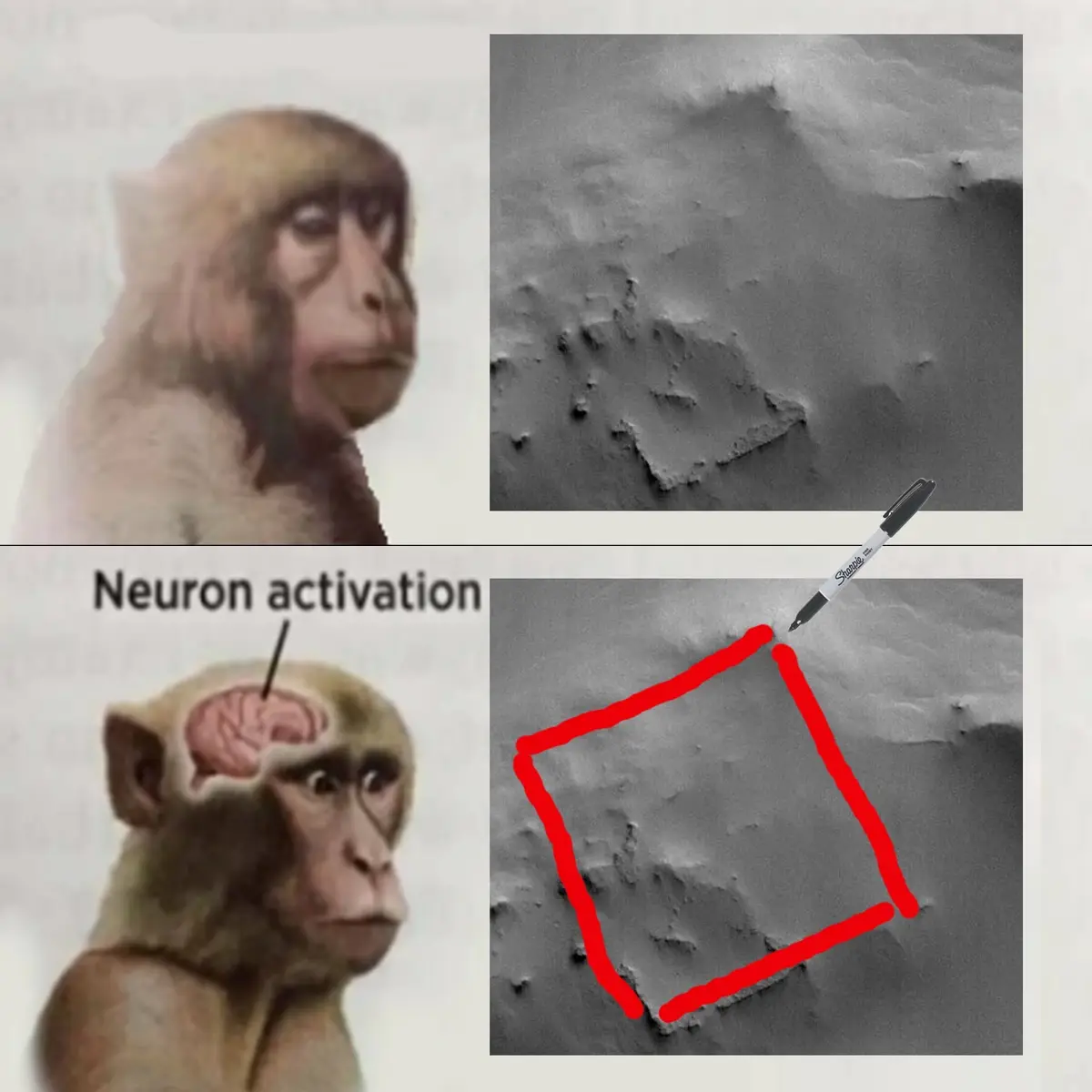Congrats on Your Monkey Brain's Pattern Recognition Skills, Genius!