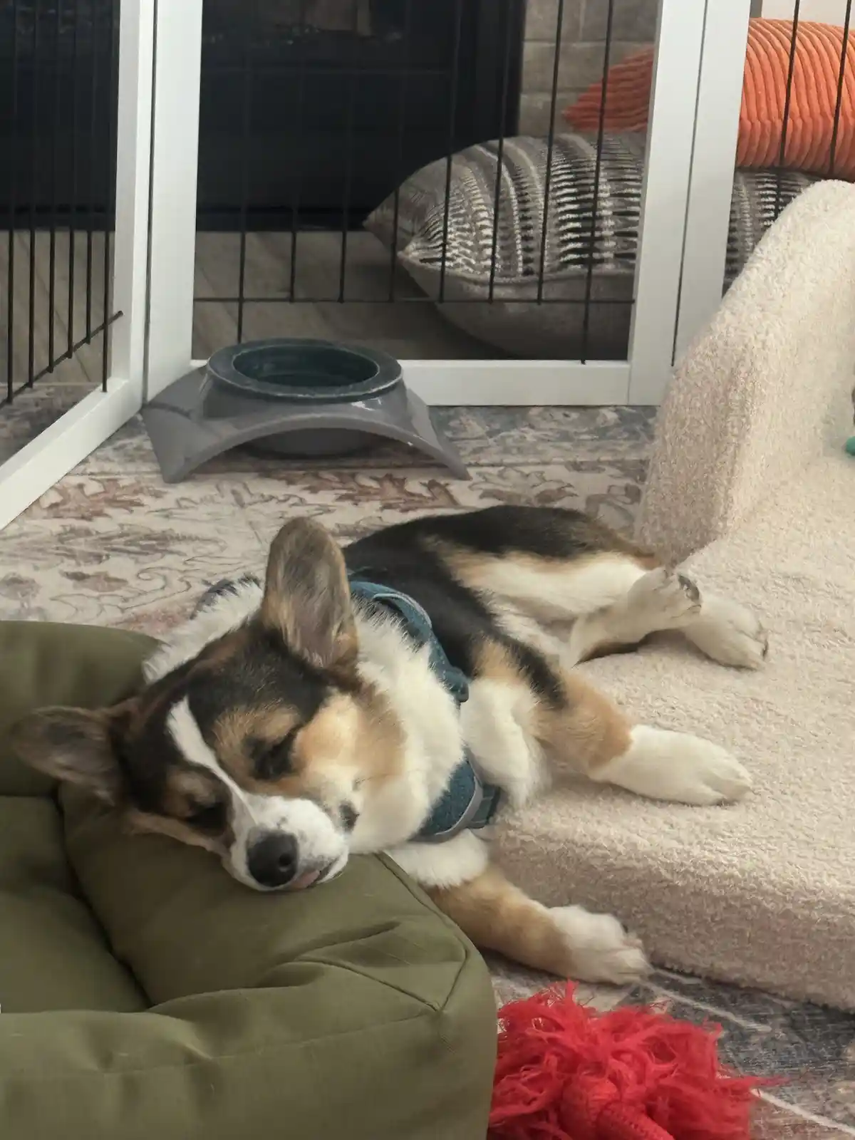 A tricolor corgi dog is sleeping soundly on a green dog bed, its head resting on the cushion with eyes closed. The dog wears…