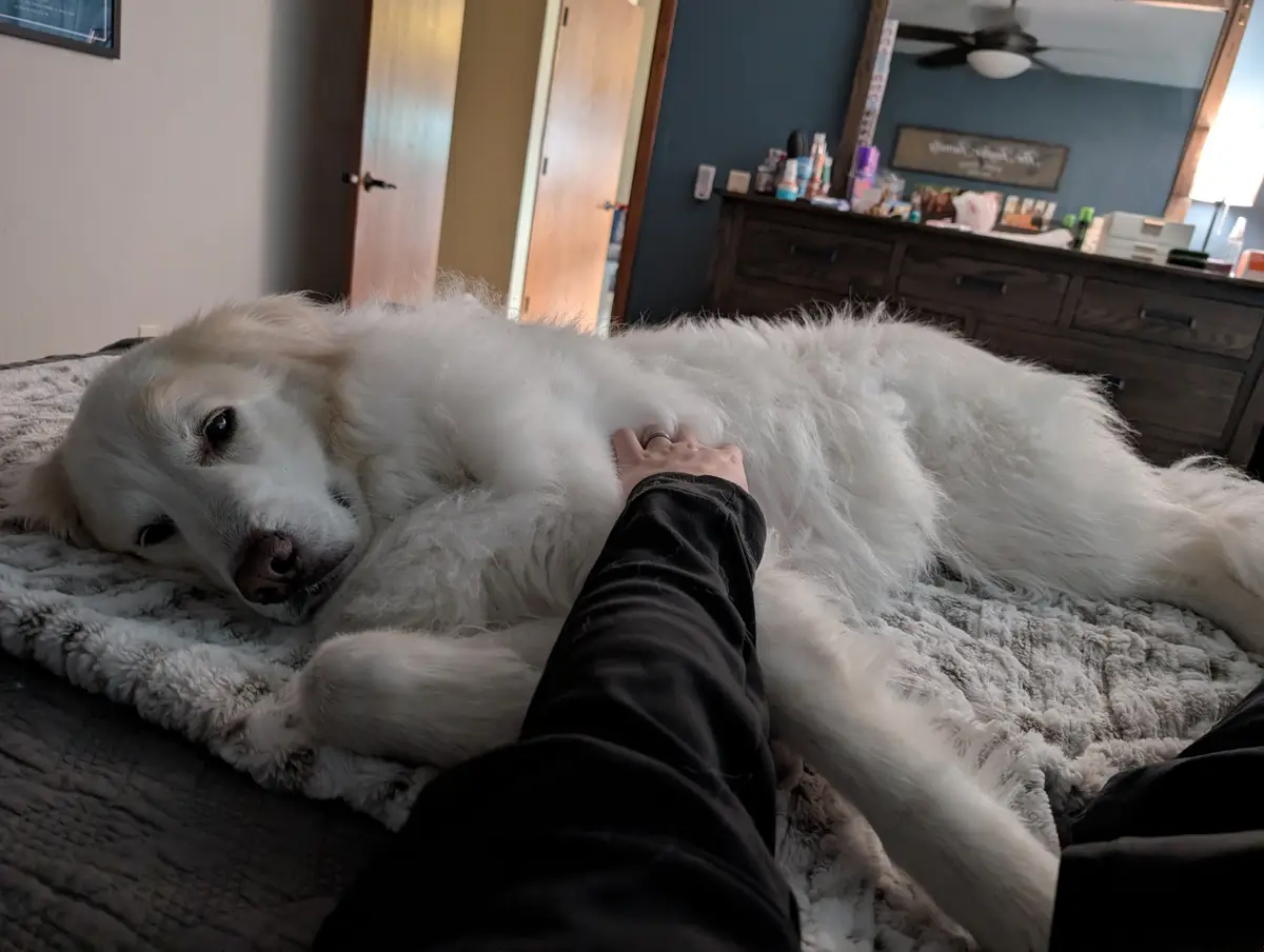 A large, fluffy white dog lies relaxed on a bed, looking slightly sleepy or unimpressed, while a person's hand pets its…