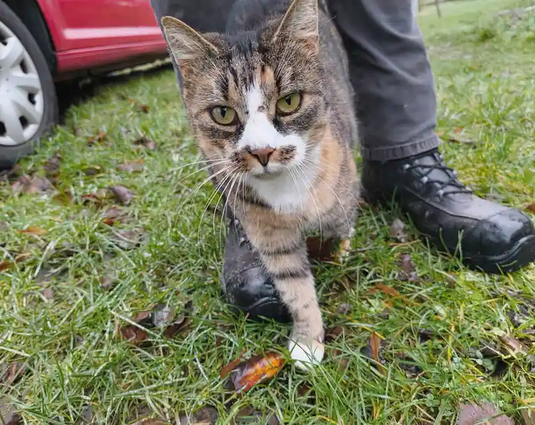 A tabby cat with a white muzzle and green eyes walks confidently on grass toward the camera, its front paw stepping over a…