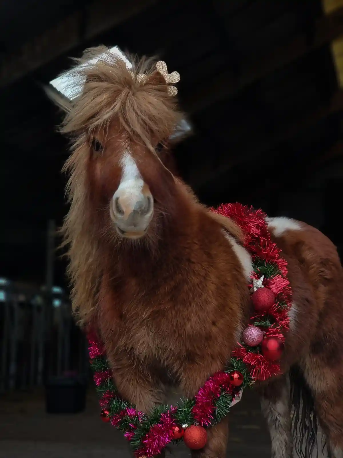 A brown and white pony with a shaggy mane is adorned with a festive red and green Christmas garland around its neck and a…