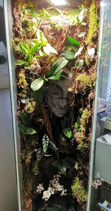 A vertical terrarium filled with moss, various green plants, and vines growing around a stone Buddha head sculpture. The…