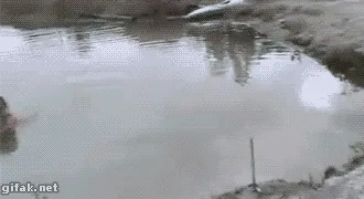 A man is in a muddy pond, struggling to keep a small dog afloat as it appears to be drowning. He swims toward it, grabs it…