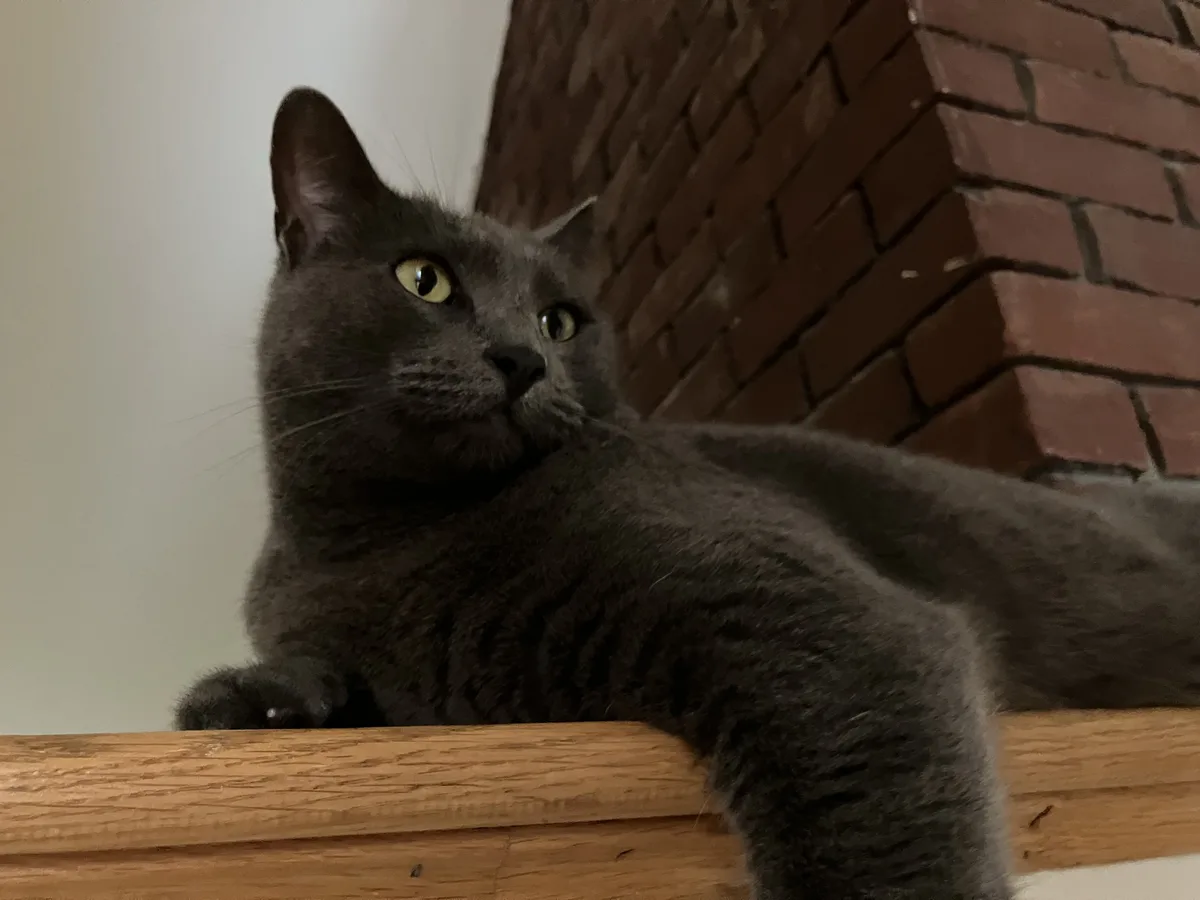 A gray cat with yellow eyes is lounging on a wooden surface, looking upward with a relaxed expression. Behind it is a red…