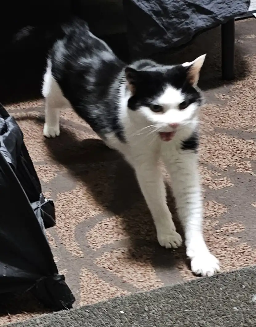 A black and white cat stands on a patterned carpet, mouth slightly open as if meowing or sighing, with a look of mild…