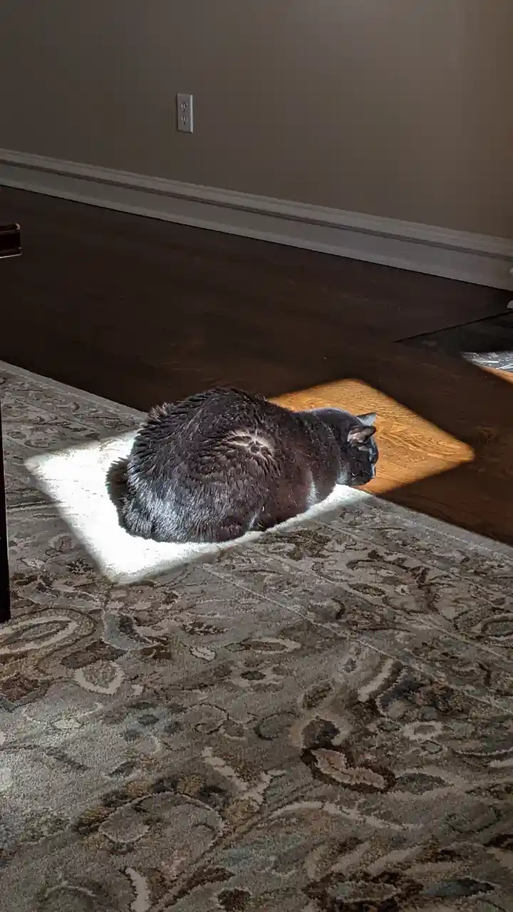 A gray cat is curled up on a patterned rug, nestled inside a bright rectangular patch of sunlight streaming onto a dark…