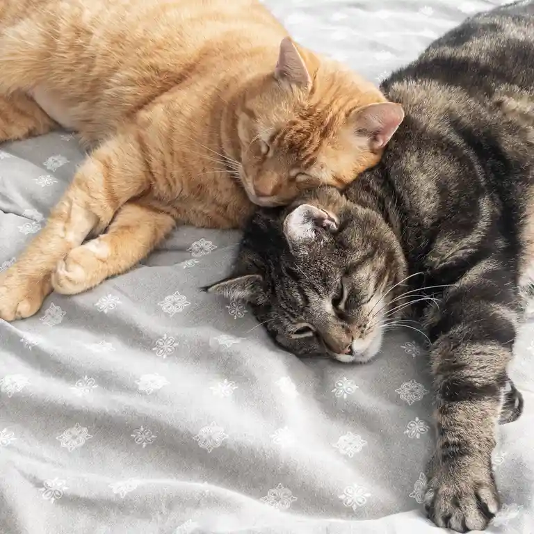 The Unlikely Duo: Rudolf and Tyson Team Up
