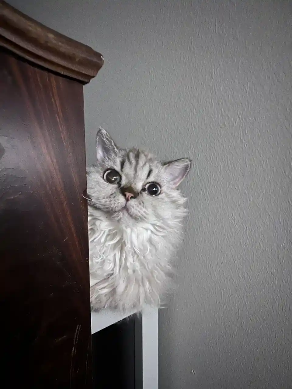A fluffy silver tabby cat peeks out from behind a dark wooden piece of furniture, its wide, round eyes staring directly at…