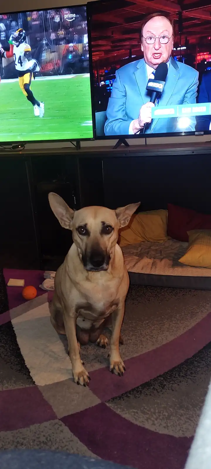 A tan dog sits on a patterned rug in a living room, looking directly at the camera with wide, intense eyes. Behind it, two…