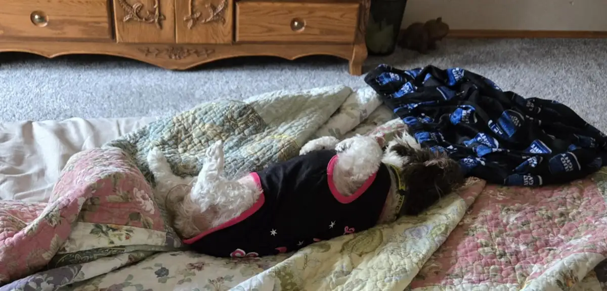 Ms. Pebbles: The Adorable Pup with a Thousand Nicknames
