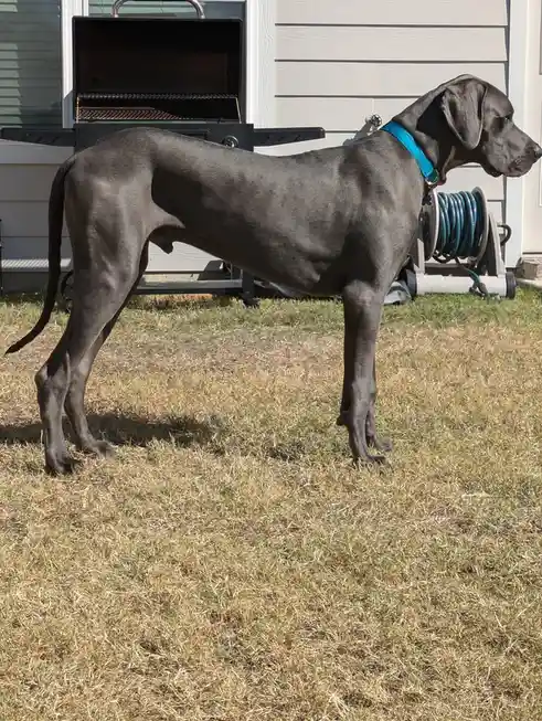 A large, grey Great Dane stands in profile on dry grass outdoors, wearing a bright blue collar. Behind it is an open black…