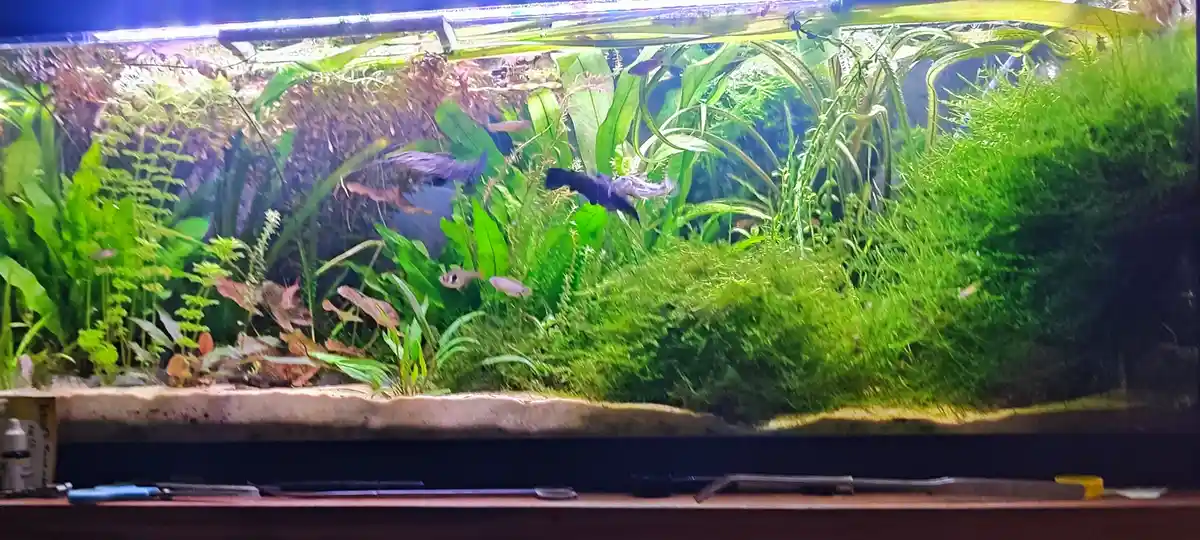 Just a tank - but what a tank it is!