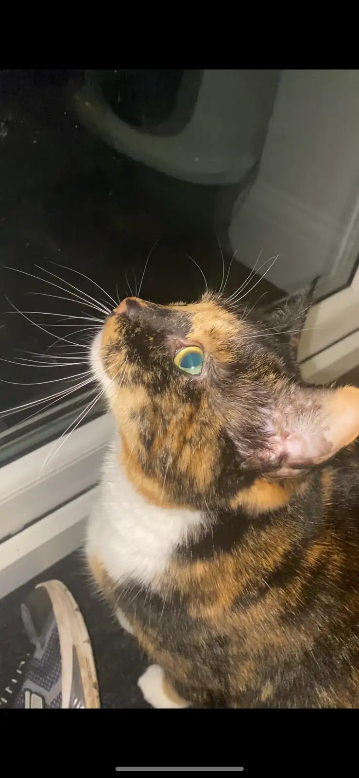 A calico cat with a white chest and distinctive orange, black, and white fur is looking upward with an intense, wide-eyed…