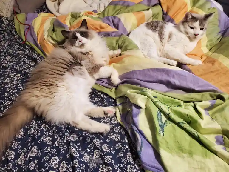 Two cats lounging on a bed with colorful blankets; one fluffy cat looks relaxed while the other has a bored expression. The…