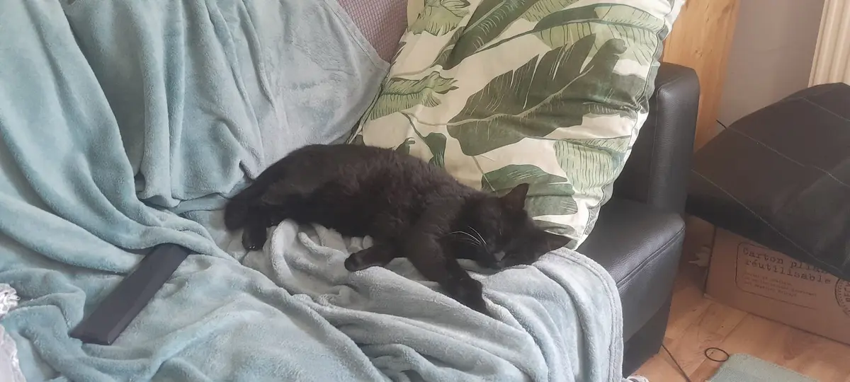 A black cat is sleeping soundly on a light blue blanket draped over a dark couch, next to a large leaf-patterned pillow. A…