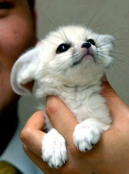 A small, fluffy white fennec fox pup is cradled in a person's hand, looking upward with large, dark eyes and long ears. The…