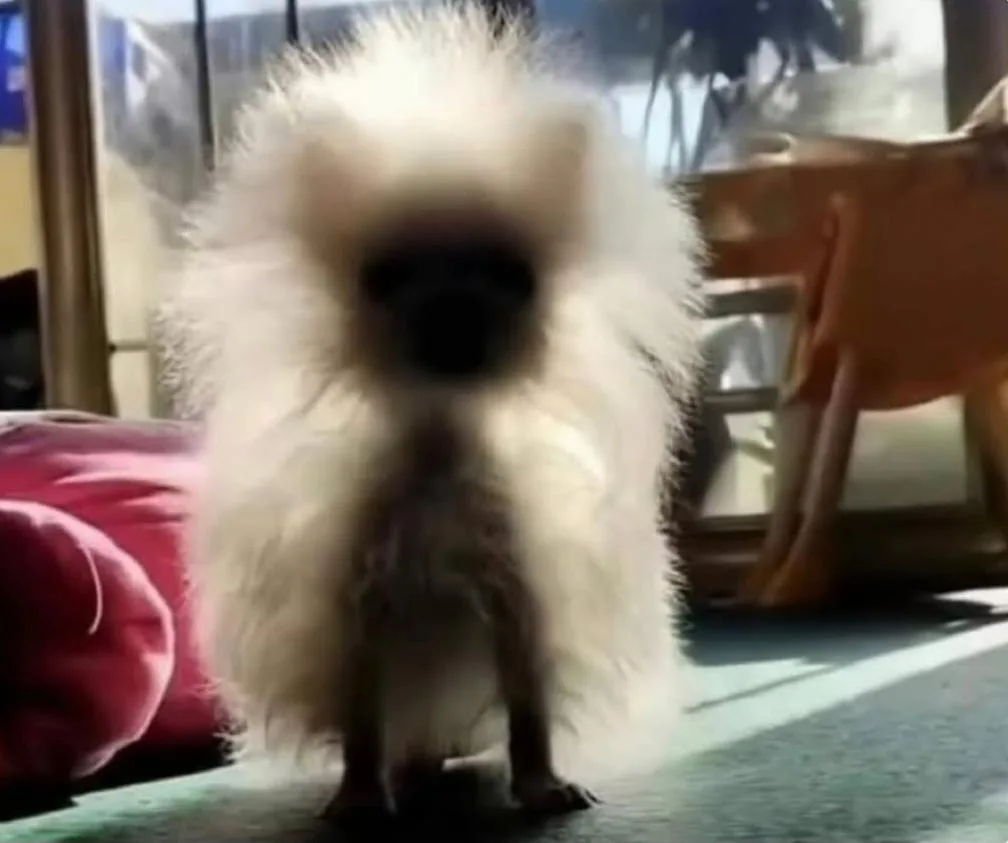 a small, fluffy white dog with a very fuzzy, round head and dark face is standing on a floor, its face blurred as if in…