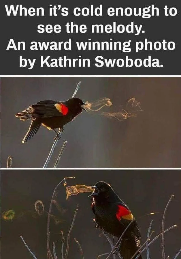 The image displays two photos of a black bird with red and yellow wing patches perched on thin branches, exhaling visible…